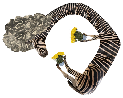 zebra sticker